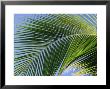 Close-Up Of Palm Leaf At Ko Samet Island, Rayong, Thailand, Asia by Richard Nebesky Limited Edition Print