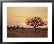 Mala Mala Game Reserve, Sabi Sand Park, South Africa, Africa by Sergio Pitamitz Limited Edition Print