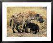 Spotted Hyena, Crocuta Crocuta, Cub Greeting Adult, Kruger National Park, South Africa, Africa by Ann & Steve Toon Limited Edition Print