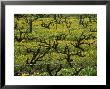 Vines Among Mustard Flowers, Magill, South Australia by Steven Morris Limited Edition Print