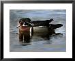 Wood Duck, Santee Lakes, California by Peter Hawkins Limited Edition Pricing Art Print