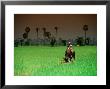 Boy On Buffalo In Rice Field by Antony Giblin Limited Edition Print