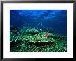 Seascape Of Hard Coral Reef And Lionfish by Michael Aw Limited Edition Print