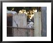 Alpacas Looking Through A Gap In A Backyard Fence, Williamstown by Orien Harvey Limited Edition Pricing Art Print