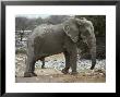 African Elephant Bull Coated In Mud With Penis Displayed by Jason Edwards Limited Edition Print