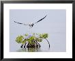 Brown Pelican Flies Over A Red Mangrove, Belize by Tim Laman Limited Edition Print