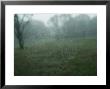 Close-Up Of A Spider Web In The Fog, Block Island, Rhode Island by Todd Gipstein Limited Edition Print