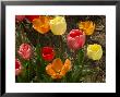 Colorful Tulips Blooming In Spring, Groton, Connecticut by Todd Gipstein Limited Edition Print