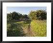 Divided Path On The Multi-Use Trail System In Ojai, California by Rich Reid Limited Edition Print