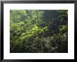 Dappled Light, Forested Shore Of Lesser Three Gorges, Wushan, China by David Evans Limited Edition Pricing Art Print