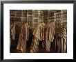 Display Of Photographs And Uniforms Of Concentration Camp Victims, Auschwitz, Poland by James L. Stanfield Limited Edition Print