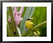 Portrait Of A Black-Naped Oriole, Singapore by Tim Laman Limited Edition Print