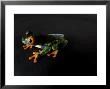 Red-Eyed Tree Frog, At The Sunset Zoo by Joel Sartore Limited Edition Pricing Art Print