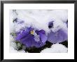 Snow On Pansies, Lexington, Massachusetts by Tim Laman Limited Edition Pricing Art Print