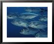 School Of Bigeye Trevally Fish by Bill Curtsinger Limited Edition Pricing Art Print
