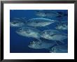 School Of Bigeye Trevally Fish by Bill Curtsinger Limited Edition Print