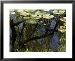 Weeping Willow Tree Reflected In A Water-Lily Pond, Groton, Connecticut by Todd Gipstein Limited Edition Print