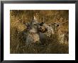 Fourteen-Week-Old Gray Wolf Pups, Canis Lupus, Jaw Spar by Jim And Jamie Dutcher Limited Edition Print