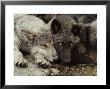 Twenty-Week-Old Gray Wolf Pups, Canis Lupus, Rest Together by Jim And Jamie Dutcher Limited Edition Pricing Art Print