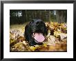 Black Lab Named Blackie Plays In A Pile Of Leaves by Bill Curtsinger Limited Edition Print