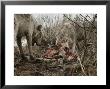 Couple Of Gray Wolves, Canis Lupus, Feast On A Mule Deer Carcass by Jim And Jamie Dutcher Limited Edition Pricing Art Print