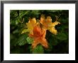 Morning Dew Clings To Flame Azalea Flowers by White & Petteway Limited Edition Print