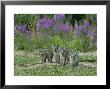 Curious Arctic Fox Pups Approach The Photographer by Norbert Rosing Limited Edition Print