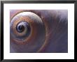 Close View Of The Shell Of A Moon Snail, Lunatia Heros, Cape Cod, Massachusetts by Darlyne A. Murawski Limited Edition Print