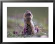 Arctic Ground Squirrel Watches For Danger As It Feeds On Seeds, Denali National Park, Alaska by Michael S. Quinton Limited Edition Print