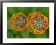 Close-Up View Of Flowering Stalks Of Candelabra Primula Plants, Vancouver, British Columbia, Canada by Darlyne A. Murawski Limited Edition Print