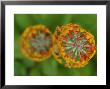 Close-Up View Of Flowering Stalks Of Candelabra Primula Plants, Vancouver, British Columbia, Canada by Darlyne A. Murawski Limited Edition Print