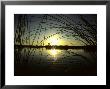 Sunrise Thru The Rushes At Market Lake, Idaho, Market Lake Wildlife Refuge, Idaho by Michael S. Quinton Limited Edition Print