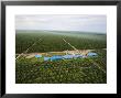 Oil Palms Displace Native Plant And Animal Species In Sarawak by Mattias Klum Limited Edition Print