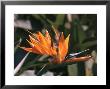 Hawaiian Flora: Bird Of Paradise, Member Of The Banana Family by Eliot Elisofon Limited Edition Print