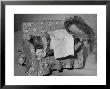 Tommy Tucker The Squirrel Sleeping On A Tiny Couch by Nina Leen Limited Edition Print