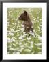Black Bear Cub Among Oxeye Daisy, In Captivity, Sandstone, Minnesota, Usa by James Hager Limited Edition Print