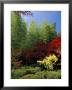 Autumn Maples, Tenryu-Ji (Temple), Arashiyama, Kyoto, Japan by Christian Kober Limited Edition Print