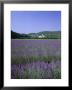 Lavender Fields And The Village Of Montclus, Gard, Languedoc-Roussillon, France by Ruth Tomlinson Limited Edition Print