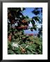 Close-Up Of Coffee Plant And Beans, Lago Atitlan (Lake Atitlan) Beyond, Guatemala, Central America by Aaron Mccoy Limited Edition Print