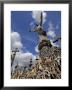 Hill Of Crosses, Near Siauliai, Lithuania, Baltic States, Europe by Gary Cook Limited Edition Print