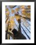 Girl Throws Leaves In The Air To Celebrate Autumn, Vashon Island, Washington State by Aaron Mccoy Limited Edition Print