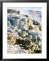 Canary Spring At Mammoth Hot Springs, Yellowstone National Park, Wyoming by Holger Leue Limited Edition Print