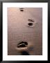Footprints In The Sand Of Eco Beach, South Of Broome, Broome, Australia by Trevor Creighton Limited Edition Print