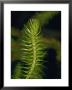 Ancient Plant Lycopodium Squarrosum, A Major Source Of European Coal, Australia by Jason Edwards Limited Edition Print