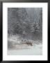 Gray Wolf, Canis Lupus, Walks In A Wintry Snow-Filled Landscape by Jim And Jamie Dutcher Limited Edition Pricing Art Print