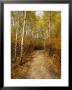 Birch Tree-Lined Trail In Hecla, Grindstone Provincial Park by Raymond Gehman Limited Edition Print