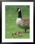 Canada Goose Watches Over Her Gosling As It Feeds On Grass by Norbert Rosing Limited Edition Print