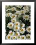 Close View Of Daisies by Taylor S. Kennedy Limited Edition Print
