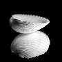 Scallop Reflection by Steven Mitchell Limited Edition Print