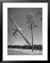 Pilot Sammy Mason Flying Around A Tree During A Performance Of His California Air Circus by Loomis Dean Limited Edition Print